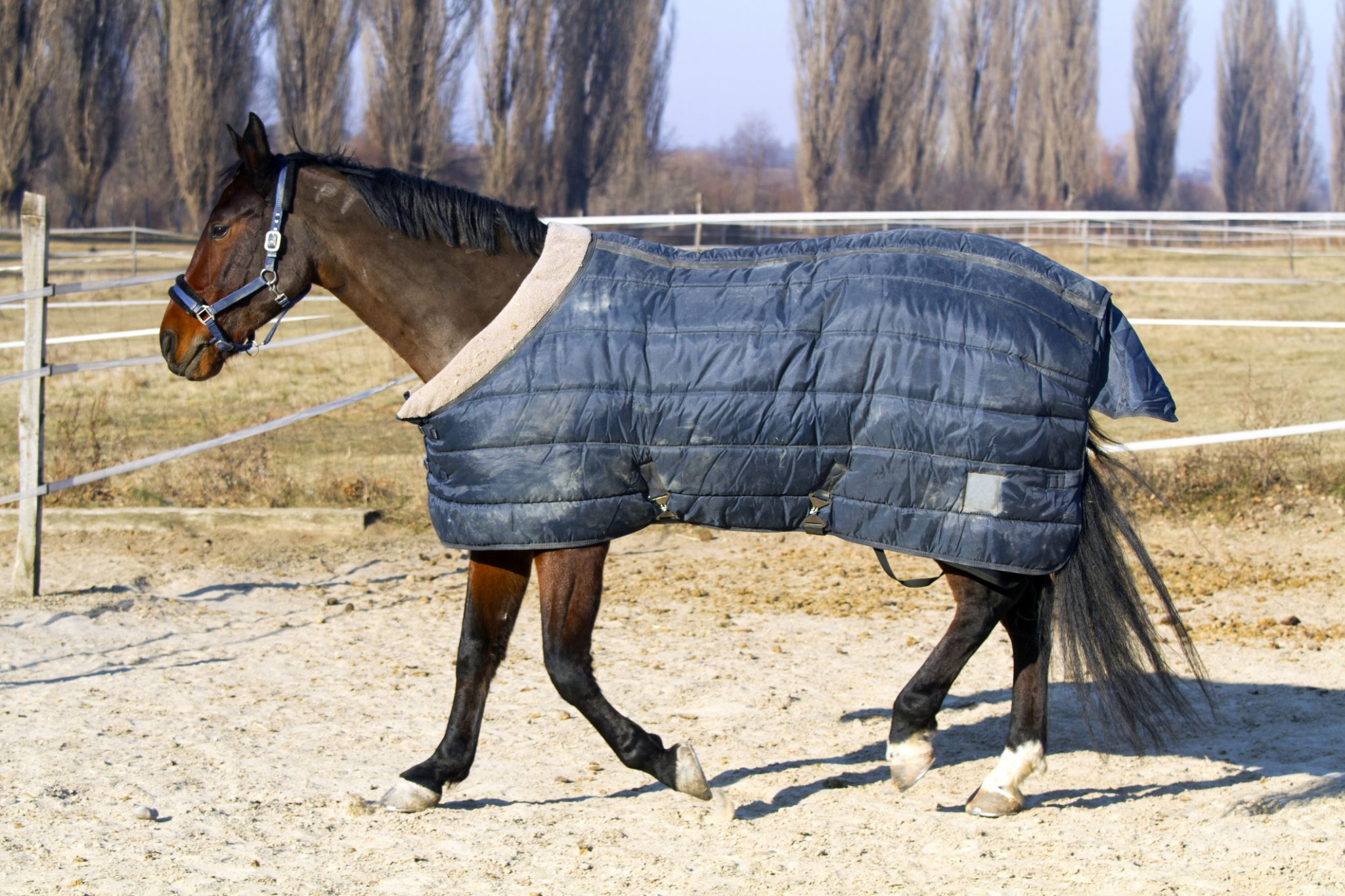 Paardendeken wasservice