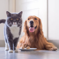 Giftige Stoffen Voor Je Hond Of Kat