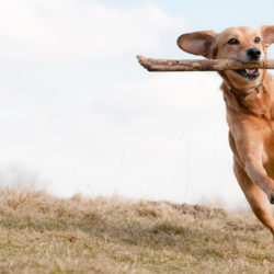 Giftige Stoffen Voor Je Hond Of Kat