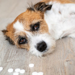 Giftige Stoffen Voor Je Hond Of Kat