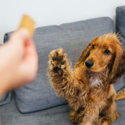 Giftige Stoffen Voor Je Hond Of Kat