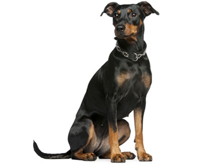 Duitse Pinscher